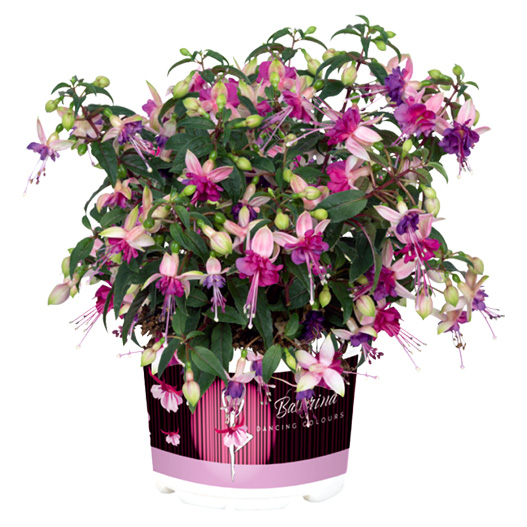 フクシア　バレリーナ 