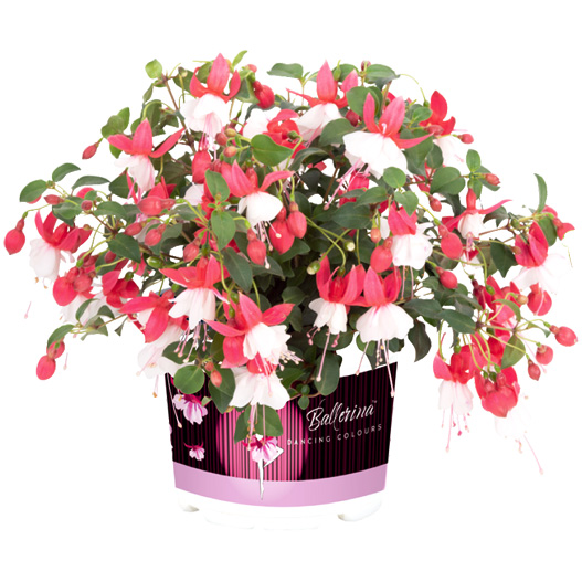 フクシア　バレリーナ 