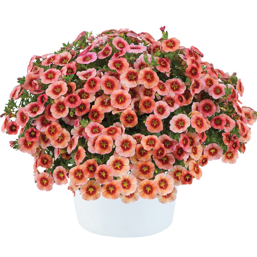 カリブラコア　アイコニック 