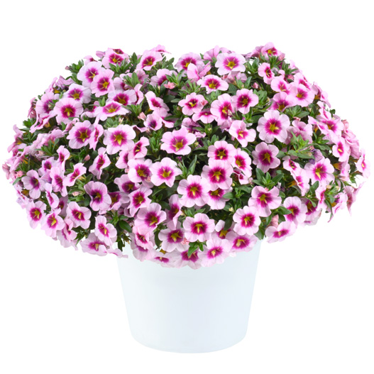 カリブラコア　リア 