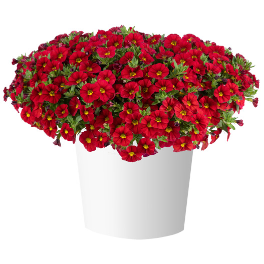 カリブラコア　リア 