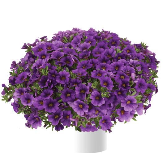 カリブラコア　リア 