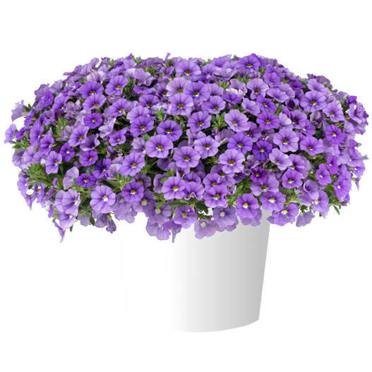 カリブラコア　リア 