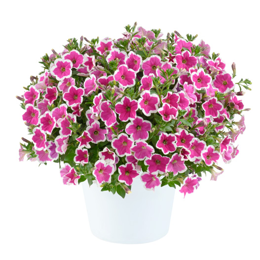 ペチュニア　カペラ 