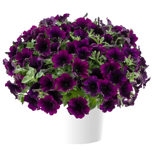 ペチュニア　カペラ 