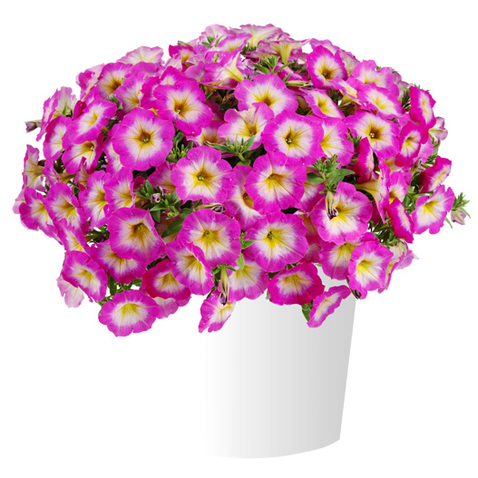 ペチュニア　カペラ 