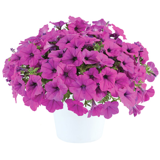 ペチュニア　カペラ 