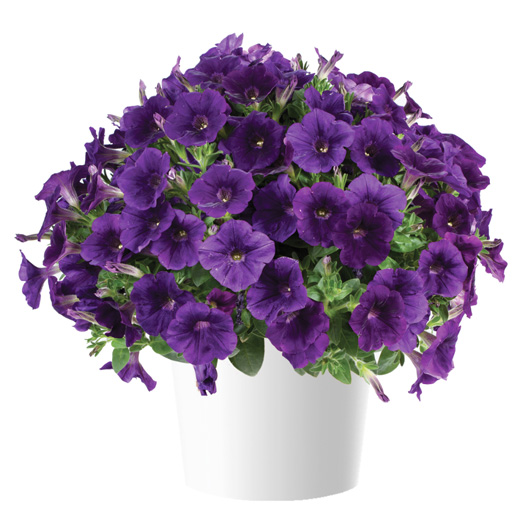 ペチュニア　カペラ 