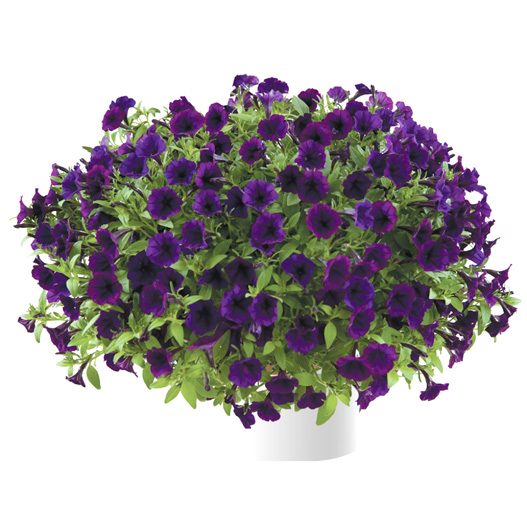 ペチュニア　リトルチュニア 