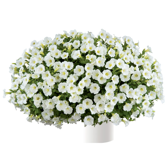 ペチュニア　リトルチュニア 