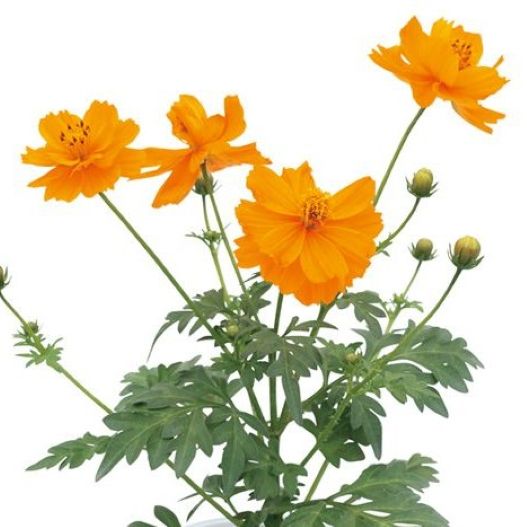コスモス　ロード シリーズ 黄花コスモス