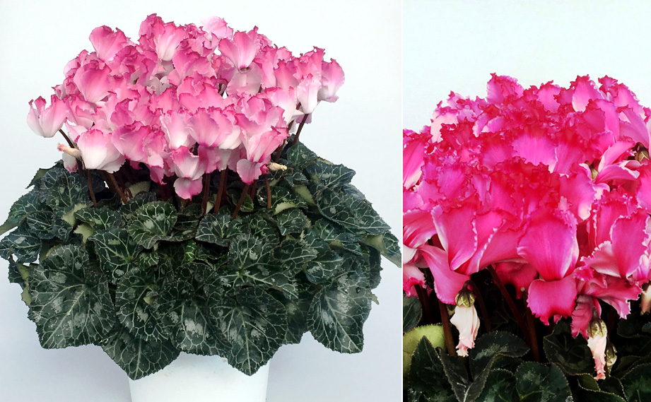 シクラメン プリンセスマリアージュ｜WEBカタログ｜未来アグリス株式