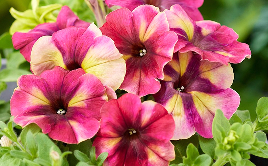 ペチュニア F1 シェイク｜WEBカタログ｜未来アグリス株式会社|未来