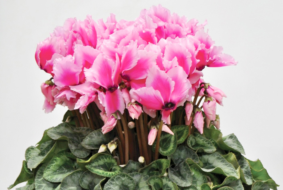 シクラメン 松尾リップ シリーズ｜WEBカタログ｜未来アグリス株式会社