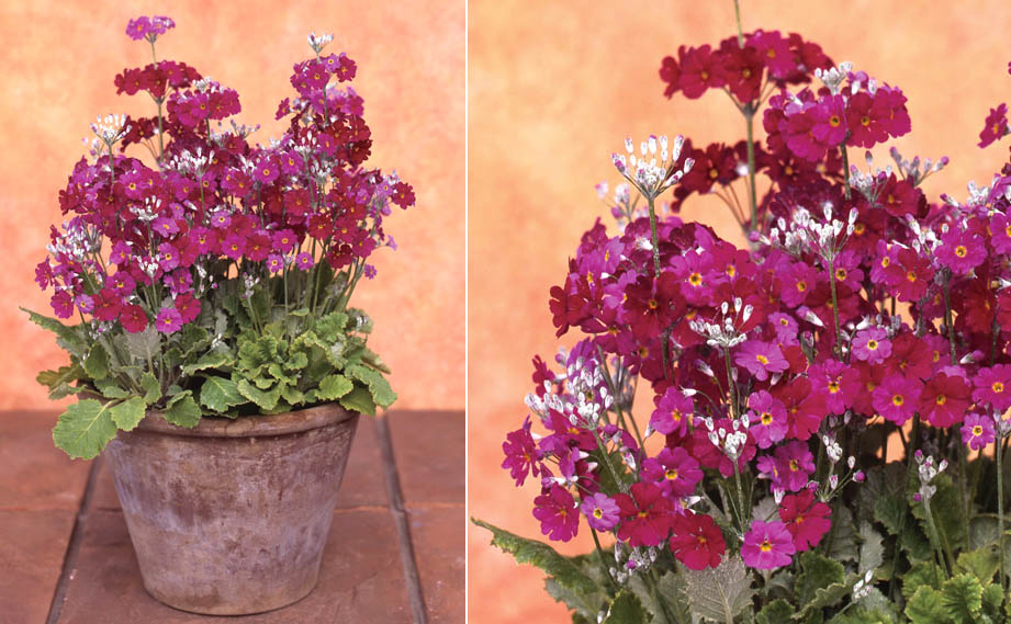 プリムラ マラコイデス　うぐいす