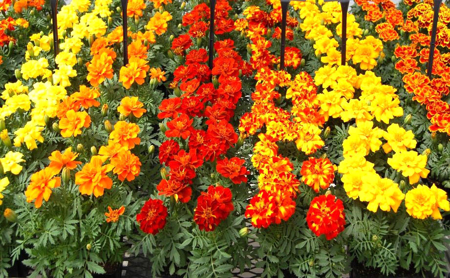 マリーゴールド フレンチ　デュランゴ シリーズ