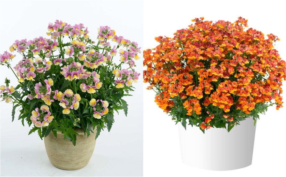 ネメシア　ネシア