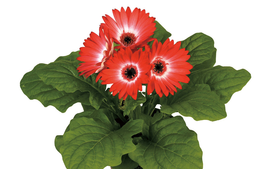 ガーベラ F1 フロリラインミディ シリーズ｜WEBカタログ｜未来アグリス