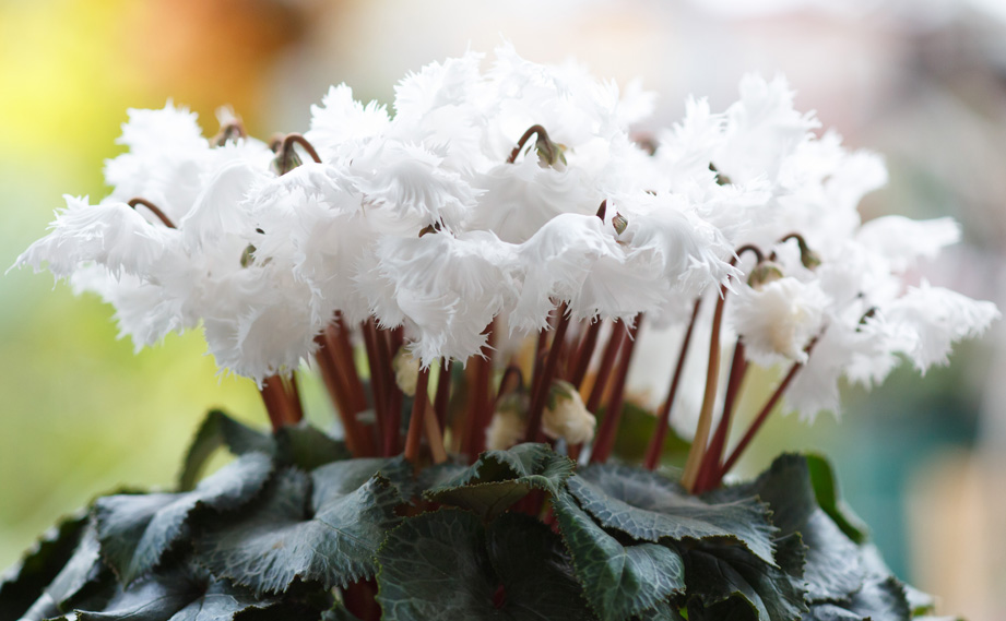 シクラメン 大栄 スワン シリーズ｜WEBカタログ｜未来アグリス株式会社