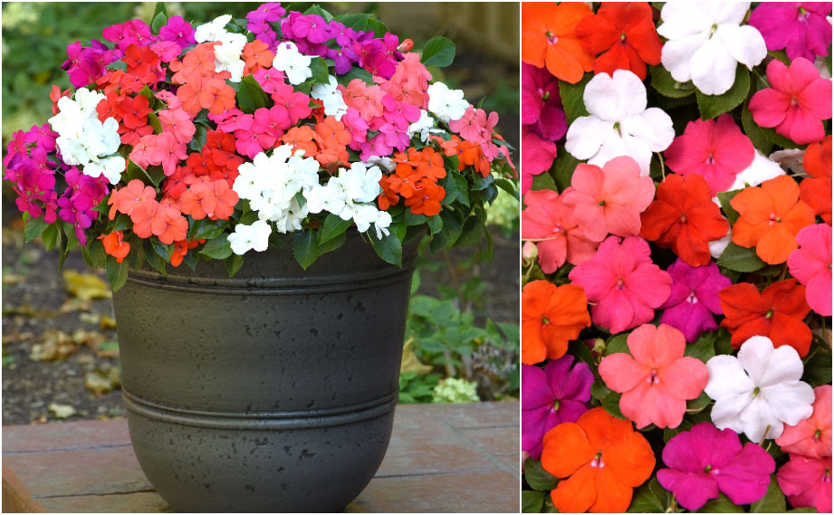 インパチェンス F1　ビーコン シリーズ