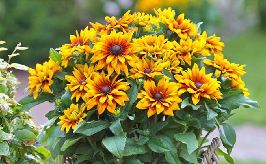 ルドベキア サンベキア｜WEBカタログ｜未来アグリス株式会社|未来