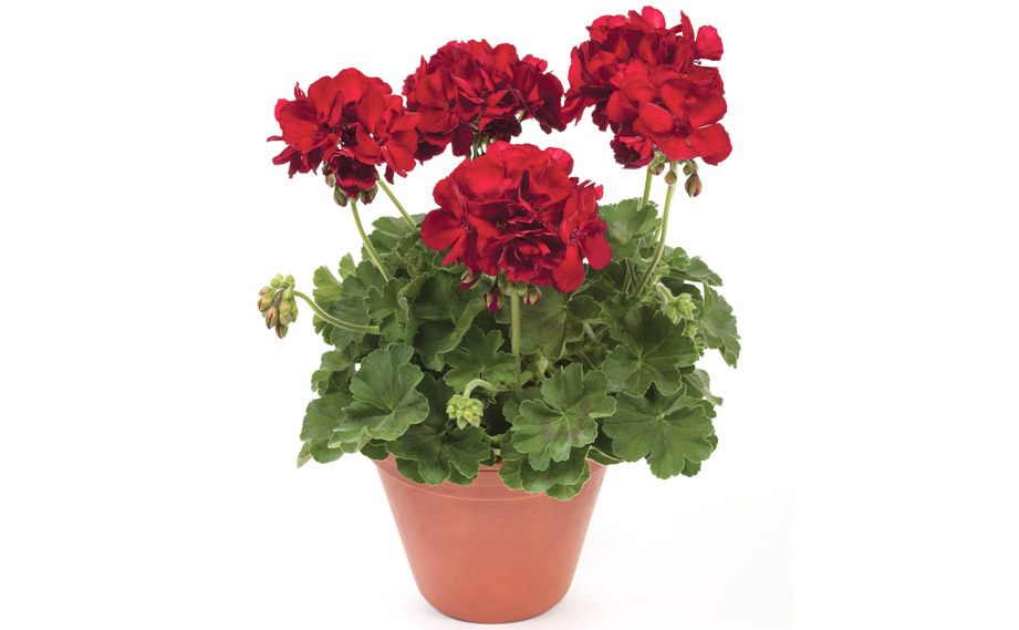 ちぃ　ゼラニウム ゼラニウム カシオペア｜WEBカタログ｜未来アグリス株式会社|未来