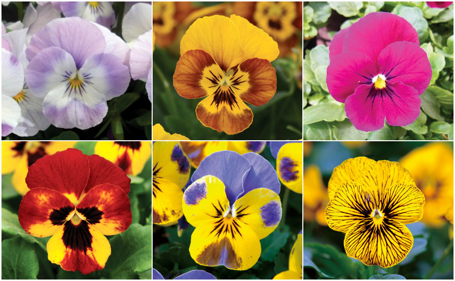 ビオラ F1 ソルベ シリーズ｜WEBカタログ｜未来アグリス株式会社|未来