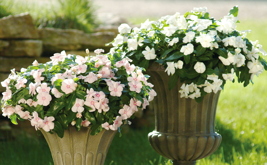 ビンカ メディテラネアンXP シリーズ｜WEBカタログ｜未来アグリス株式